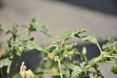 Chrozophora tinctoria