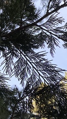 Calocedrus