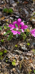 Clarkia pulchella