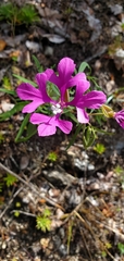 Clarkia pulchella