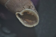 Laciniaria plicata