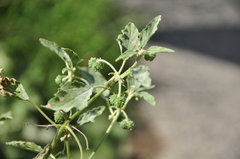 Chrozophora tinctoria