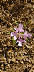 Clarkia pulchella