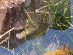 Gymnothorax mordax
