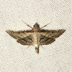 Marasmia cochrusalis