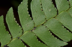 Adiantum urophyllum