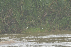 Egretta thula