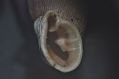 Laciniaria plicata