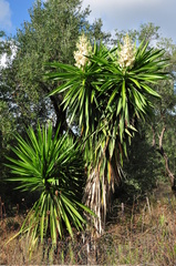 Yucca gloriosa