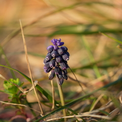 Muscari neglectum