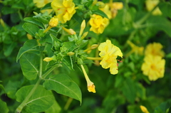 Mirabilis jalapa