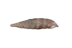 Laciniaria plicata