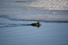 Melanitta fusca