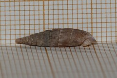 Laciniaria plicata
