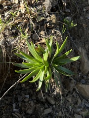 Dudleya lanceolata