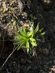 Dudleya lanceolata