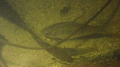 Barbodes semifasciolatus