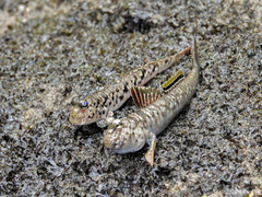 Periophthalmus variabilis