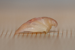 Capulus ungaricus