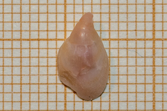 Capulus ungaricus