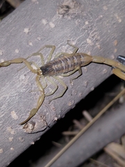 Centruroides suffusus