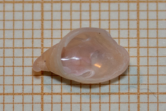 Capulus ungaricus