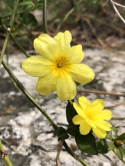 Jasminum mesnyi