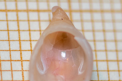 Capulus ungaricus