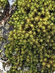 Nyholmiella obtusifolia