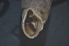 Laciniaria plicata