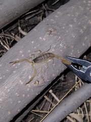 Centruroides suffusus