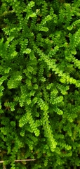 Selaginella douglasii
