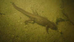 Paramesotriton hongkongensis
