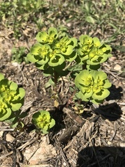 Euphorbia helioscopia