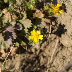 Potentilla verna