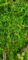 Selaginella douglasii