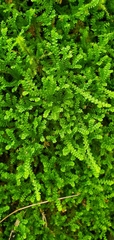 Selaginella douglasii