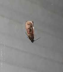 Cryptaspasma querula