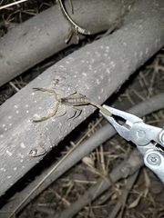 Centruroides suffusus