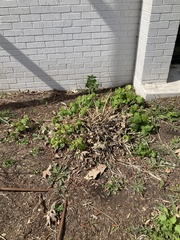 Malvaviscus arboreus drummondii