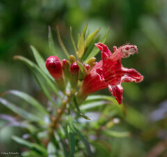 Esterhazya splendida