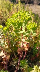 Euphorbia helioscopia