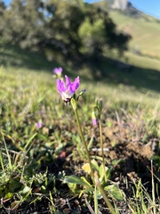 Primula clevelandii