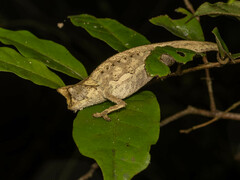 Brookesia superciliaris