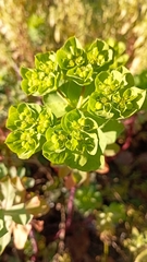 Euphorbia helioscopia