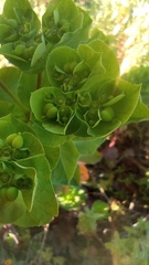 Euphorbia helioscopia