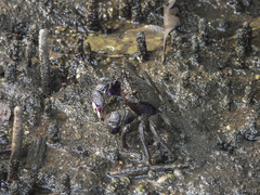 Episesarma versicolor