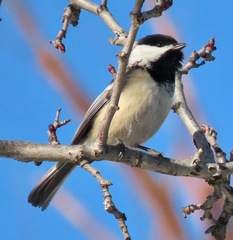 Poecile atricapillus