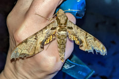 Protambulyx eurycles