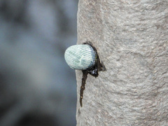 Nerita balteata